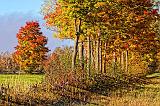 Autumn Trees_29314